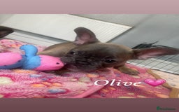 French Bulldog dogs for sale: French bulldog - Image 7