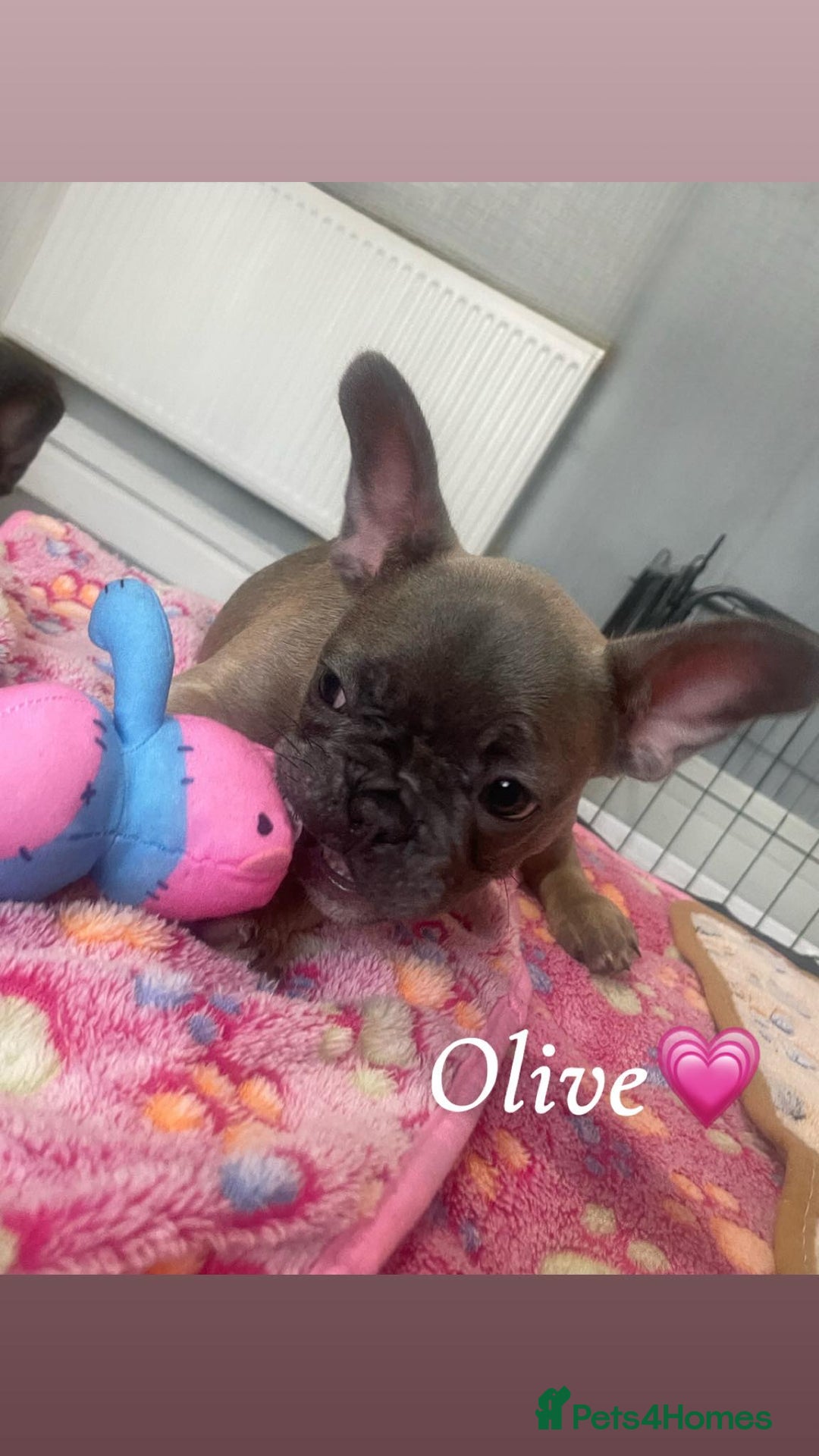 French Bulldog dogs for sale: French bulldog - Image 7