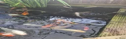 Koi Carp fish for sale: Koi carp various sizes - Advert 9
