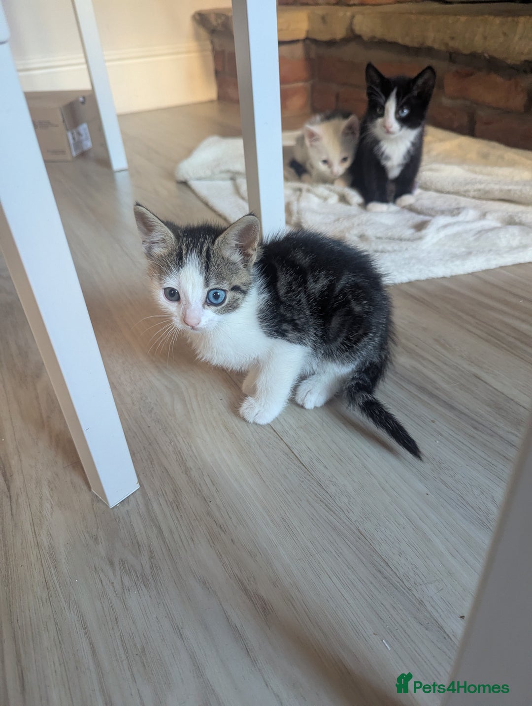 British Shorthair cats for sale: mixed tabby, black and white kittens  - Image 2