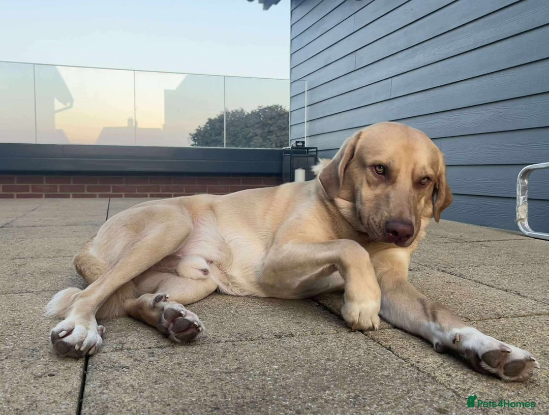 Mixed Breed dogs for adoption: 💚 Monty 💚 - Image 5
