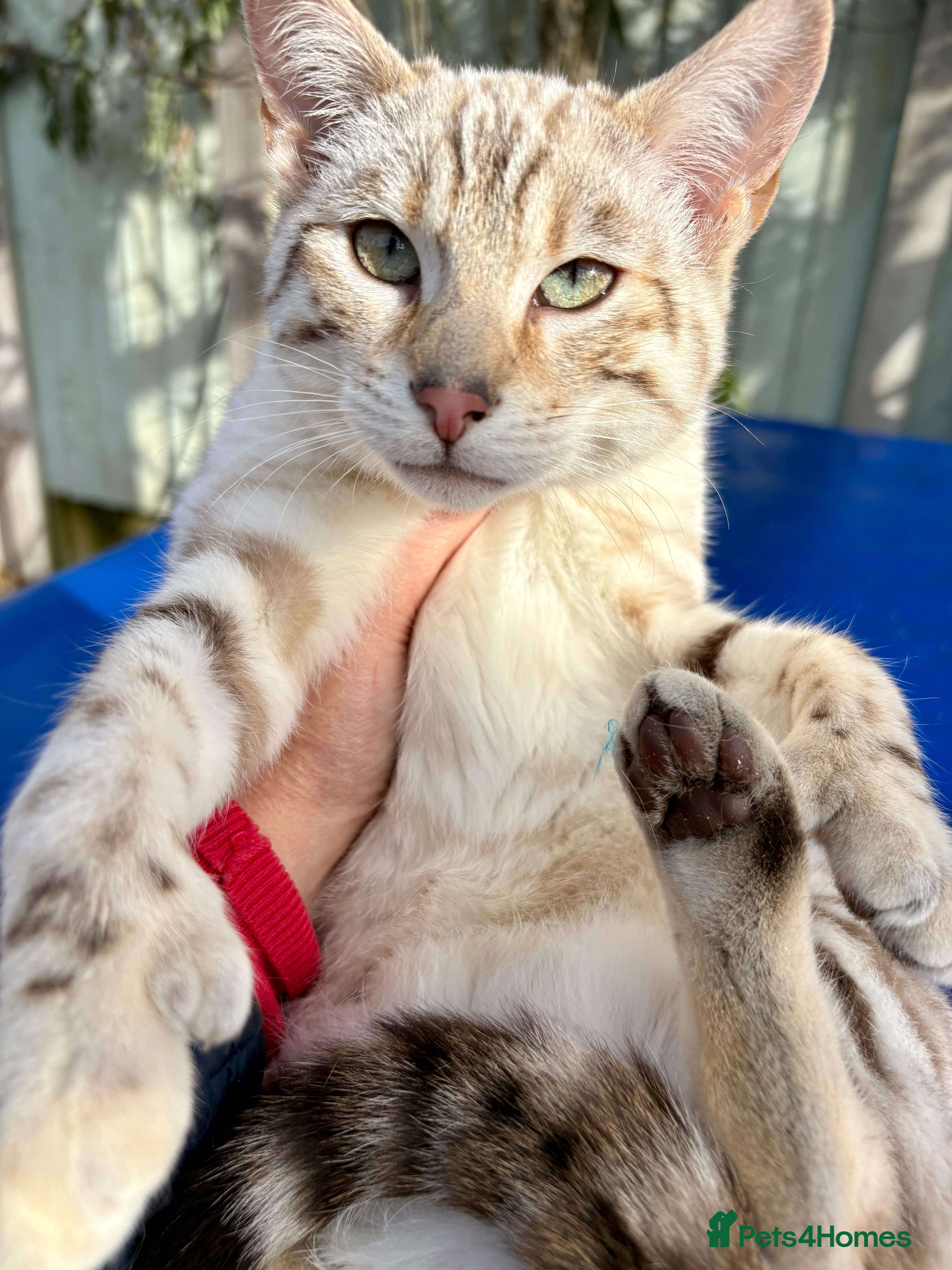 Keetso cats Superb snow leopard girl  - Advert 3