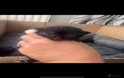 Domestic Shorthair cats for sale: 3 Beautiful kittens  - Image 7