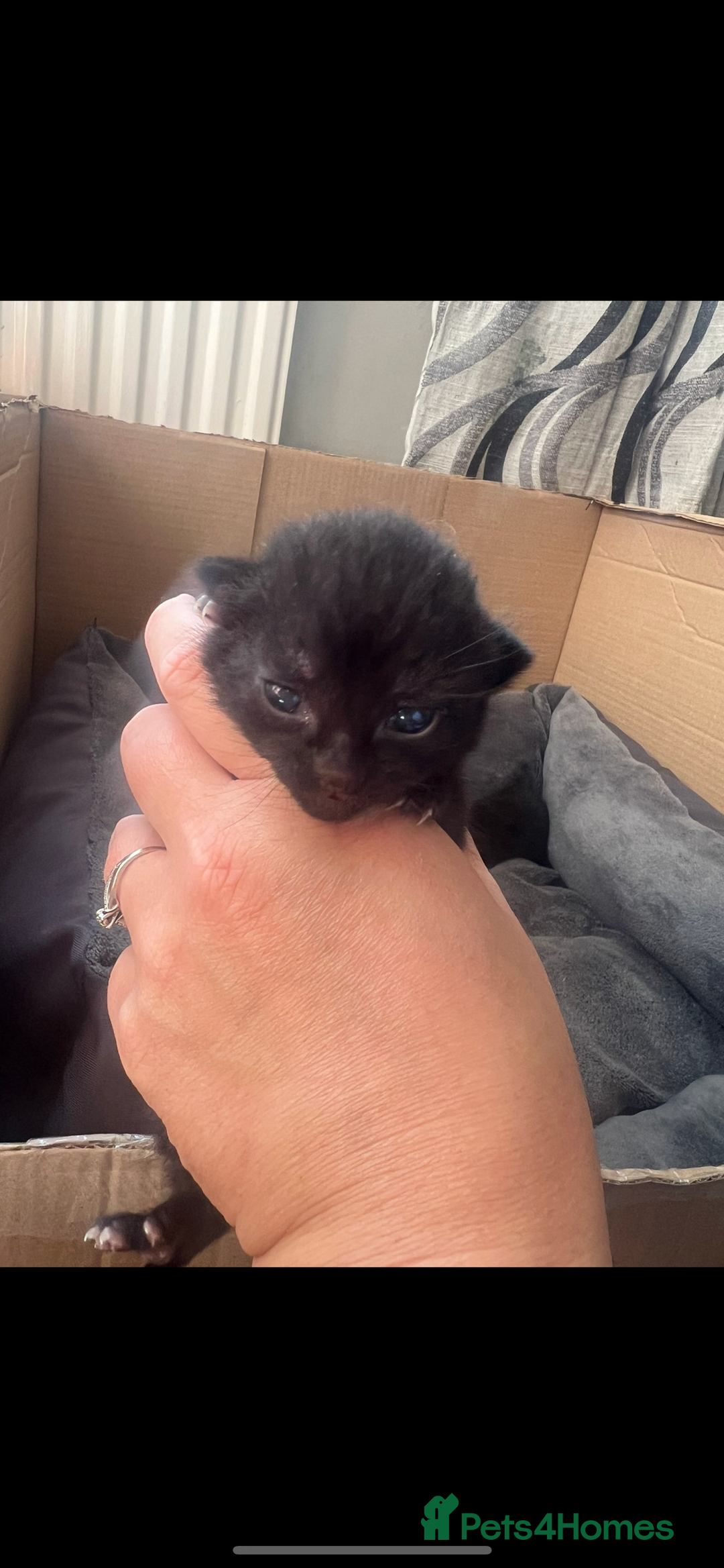 Domestic Shorthair cats for sale: 3 Beautiful kittens  - Image 7
