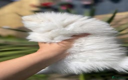Pomeranian dogs for sale: Quality girl ready now PRINCESS 💕 - Image 5