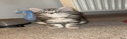 Mixed Breed cats for sale: Mixed Maine coon Siberian kittens  - Advert 7
