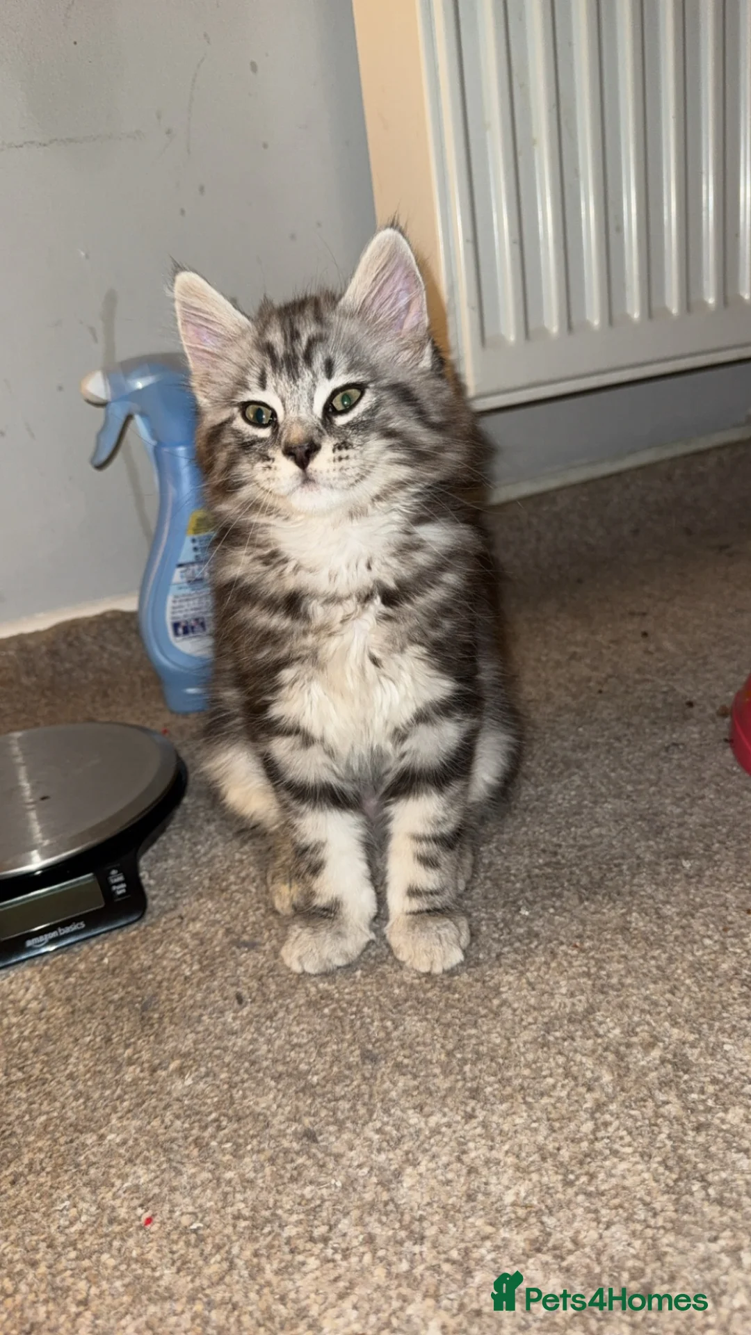 Mixed Breed cats for sale: Mixed Maine coon Siberian kittens  - Advert 7