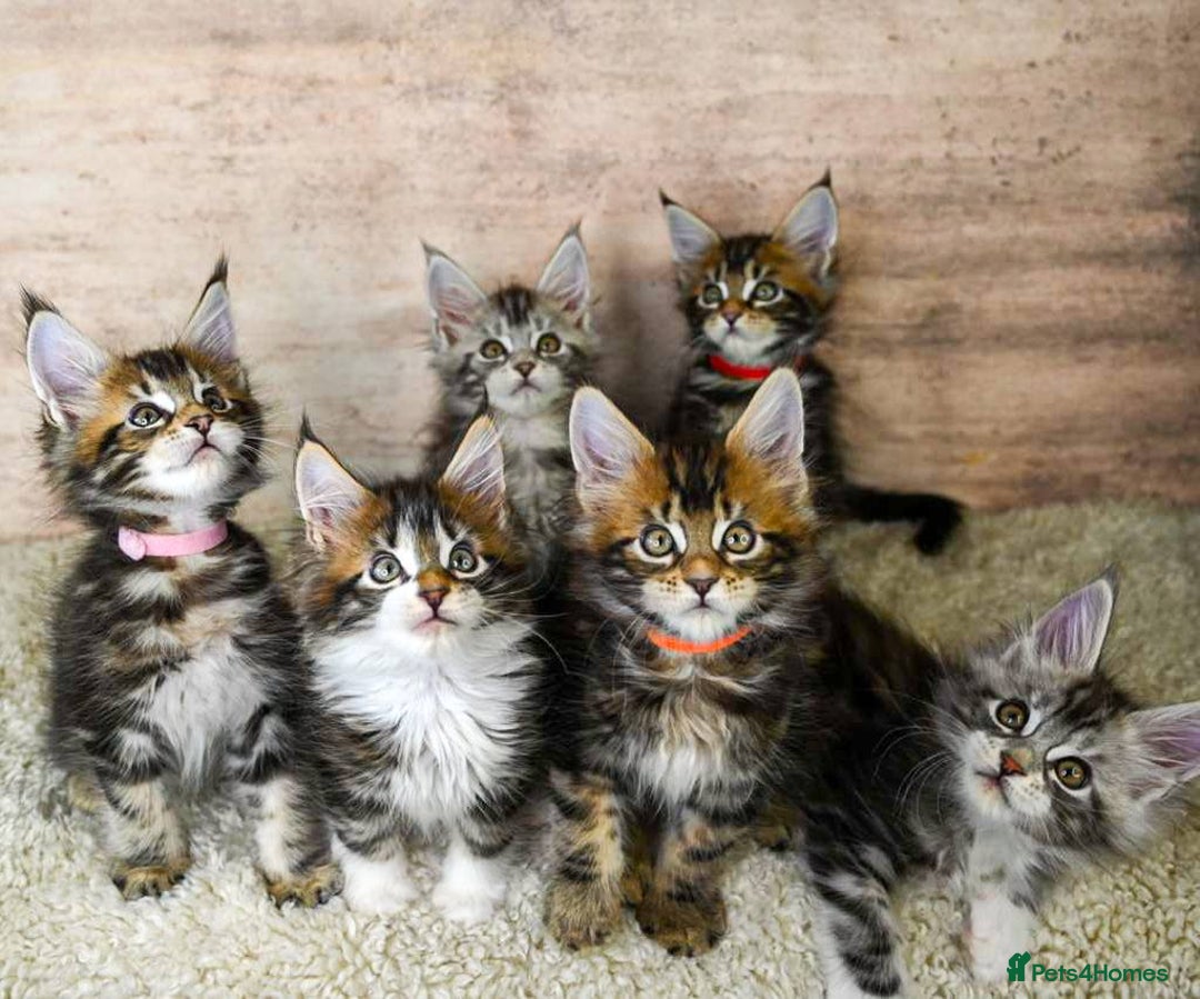 Maine Coon cats for sale: 🥇 5 Generation Pedigree - TICA registered  🌟 - Advert 2