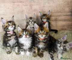 Maine Coon cats 🥇 5 Generation Pedigree - TICA registered 🌟 - Advert 15