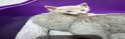 Russian Blue cats for sale: Absolutely adorable pure breed Russian blue kitten - Advert 4