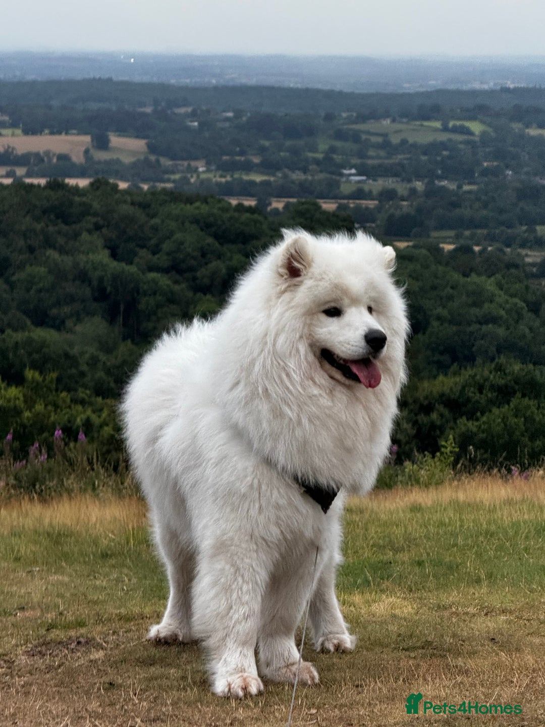 Samoyed dogs for sale: Looking for a Loving New Home for Our Two Samoyeds - Advert 5