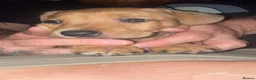Mixed Breed dogs for sale: Male 1  in Nuneaton - Advert 8