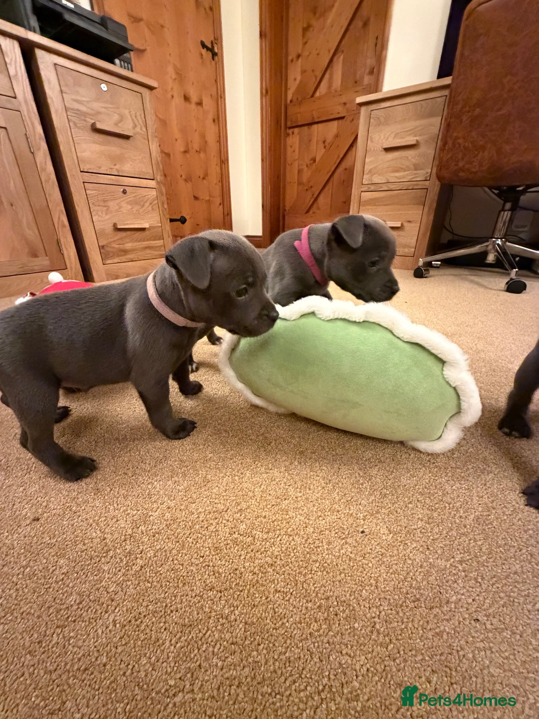 Staffordshire Bull Terrier dogs for sale: KC Registered/Health Tested Blue SBT Puppies - Advert 26