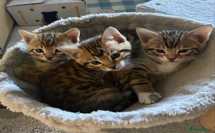 Bengal cats - Advert 2