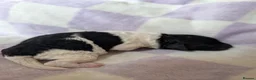 Miniature Poodle dogs for sale: Beautiful parti/merle miniature poodles   - Advert 4