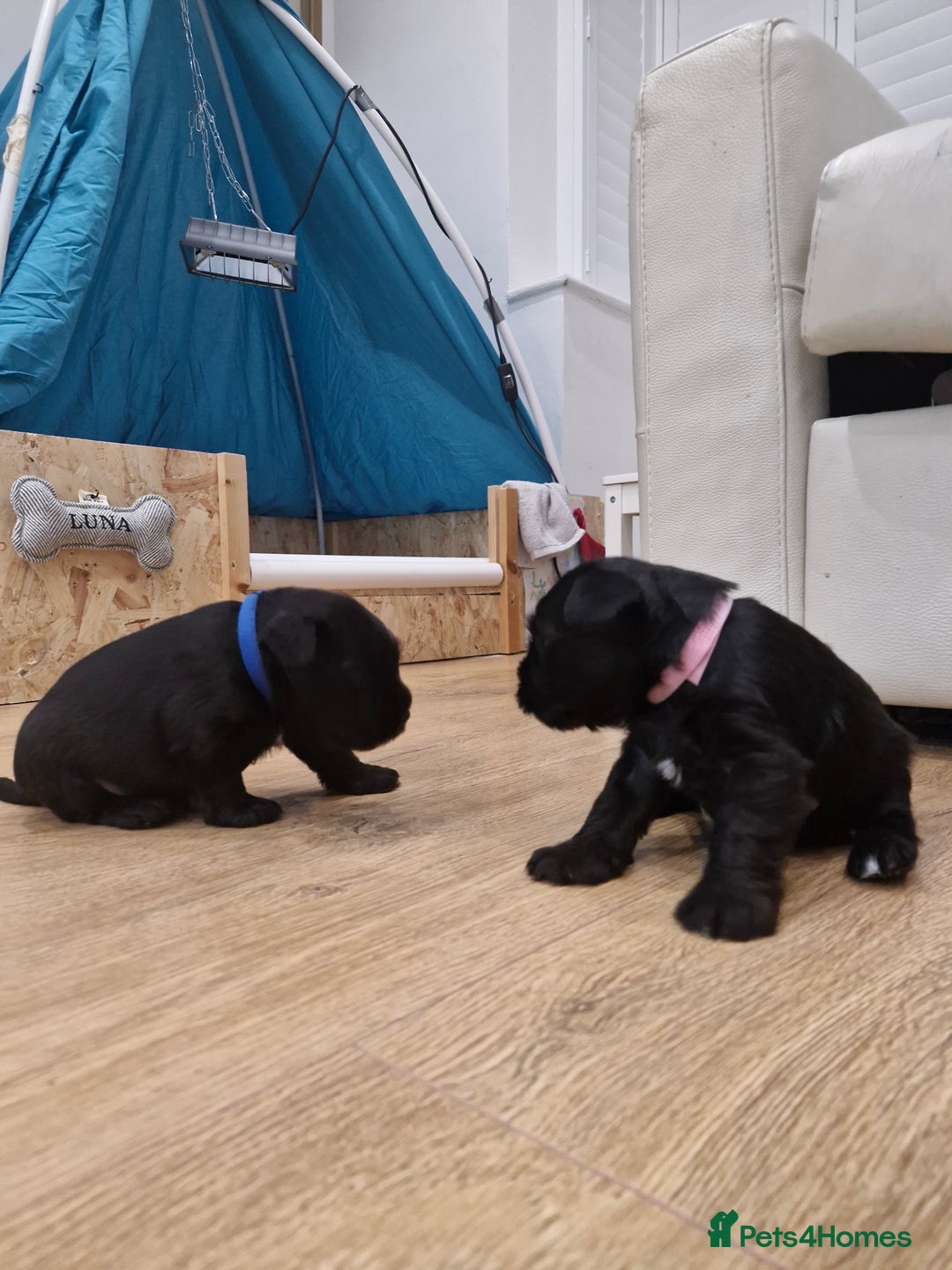 Miniature Schnauzer dogs for sale: Miniature Schnauzer puppies  - Advert 2