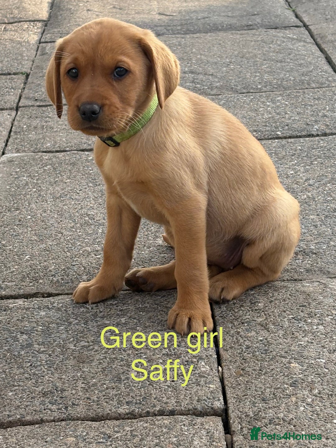 Labrador Retriever dogs for sale: Gorgeous KC Fox Red Labs - Image 14