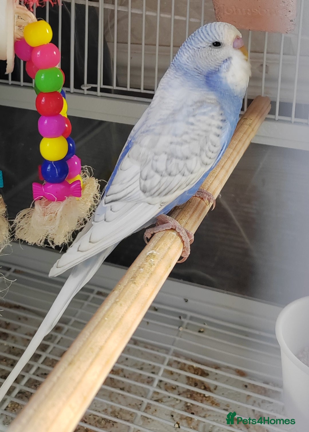 Budgerigars birds for sale: Beautiful Baby Budgies  - Advert 6