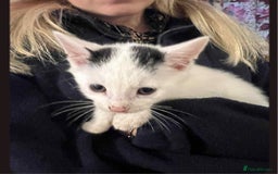 Mixed Breed cats for sale: Beautiful kittens for sale  - Image 3