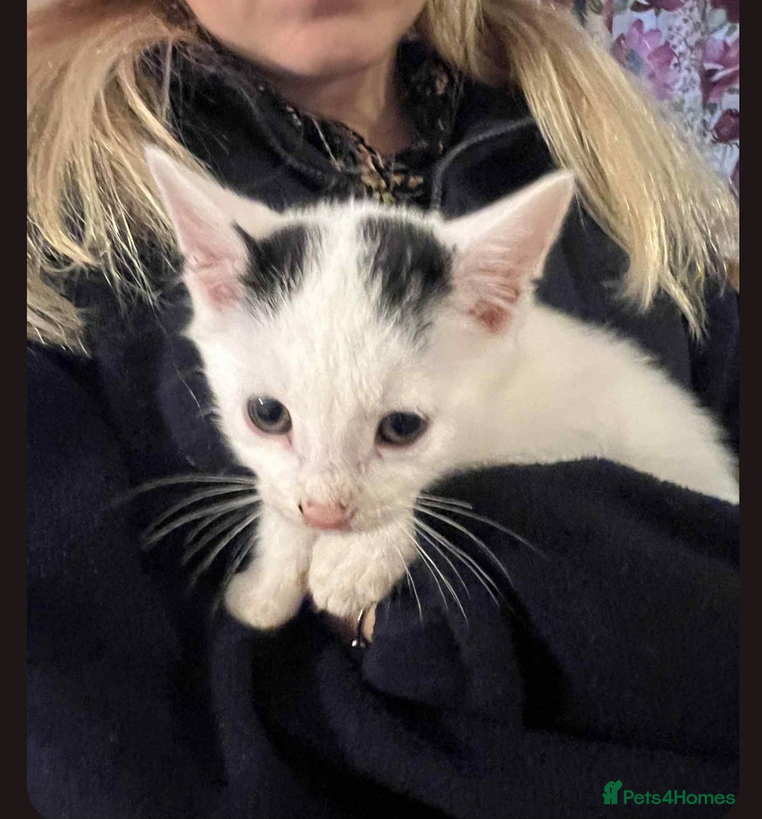 Mixed Breed cats for sale: Beautiful kittens for sale  - Image 3