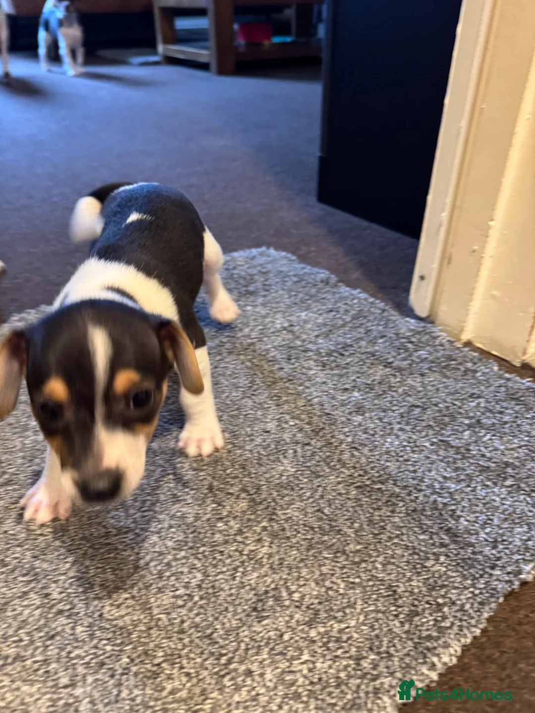 Jack Russell dogs for sale: Jack Russel puppies  - Advert 2
