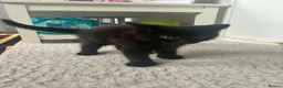 Mixed Breed cats for sale: 3 Kittens Available in Essex in Southend-on-Sea - Advert 4