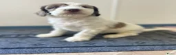 Sproodle dogs for sale: Miniature springerdoodle - Advert 5