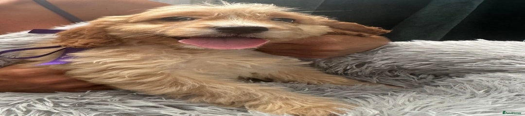 Cockapoo Puppy 5
