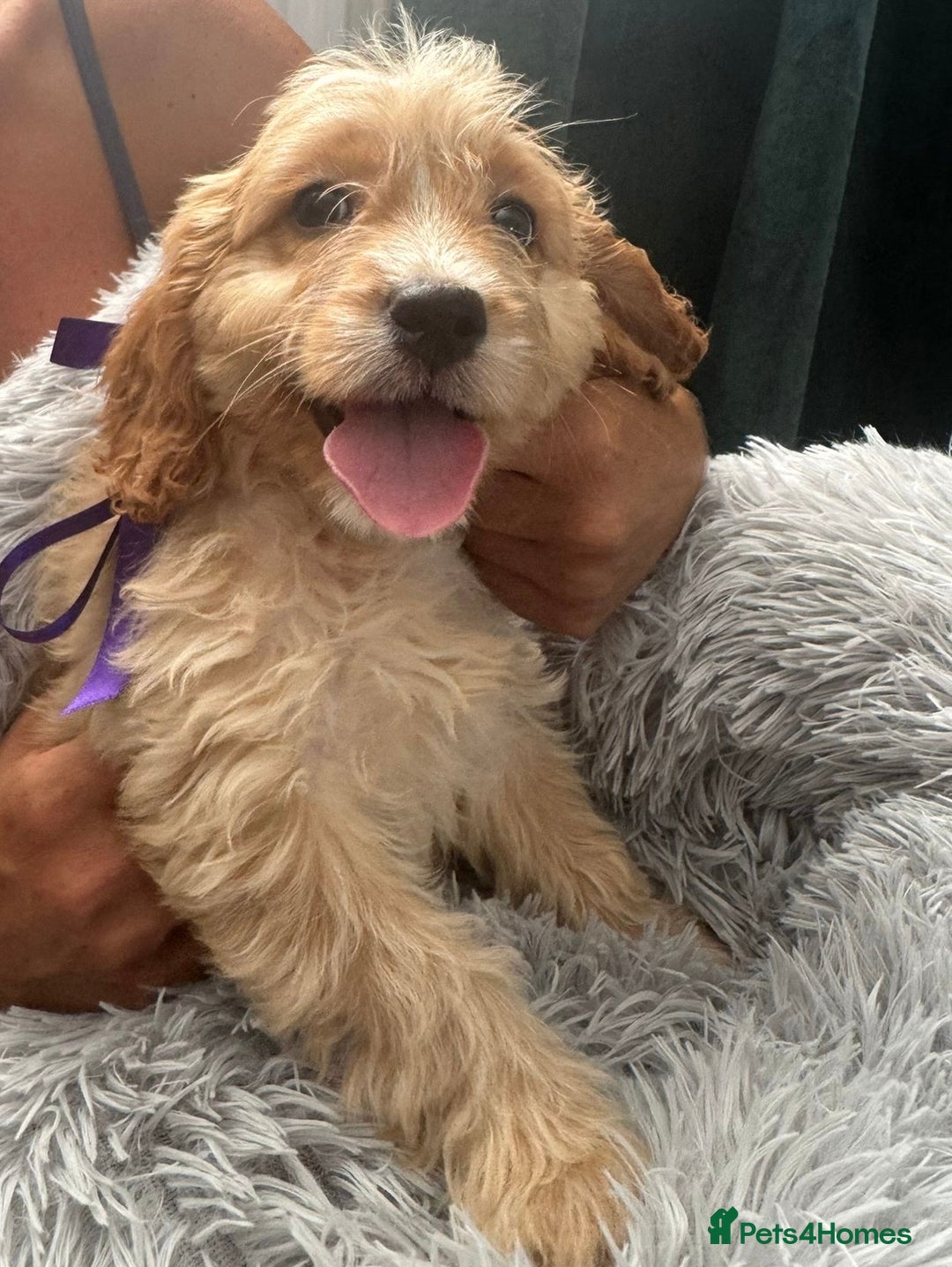 Cockapoo dogs for sale: Cockapoo Puppies - Image 7