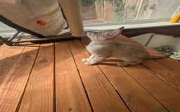 Bengal cats for sale: Bengal Kittens Purebred with Champion Lines  - Image 15