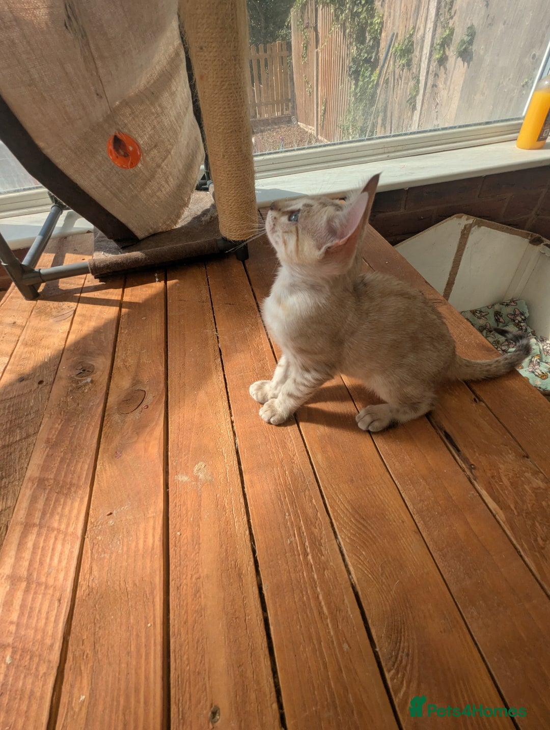 Bengal cats for sale: Bengal Kittens Purebred with Champion Lines  - Image 15