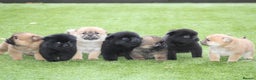 Chow Chow dogs for sale: 🐾Chow chow cross Japanese chin 🐾 - Advert 3
