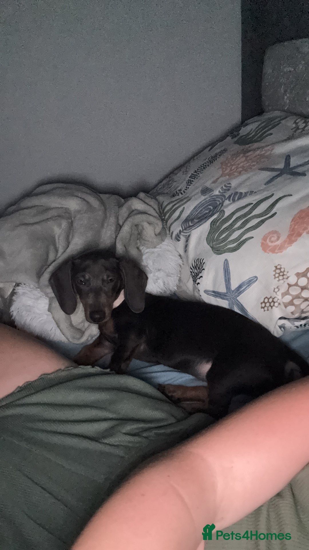 Miniature Dachshund dogs for sale: Our stunning girl needs to be rehomed  - Image 1
