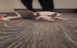 Staffordshire Bull Terrier dogs for sale: Blue Staffordshire bull terrier puppies  - Image 14