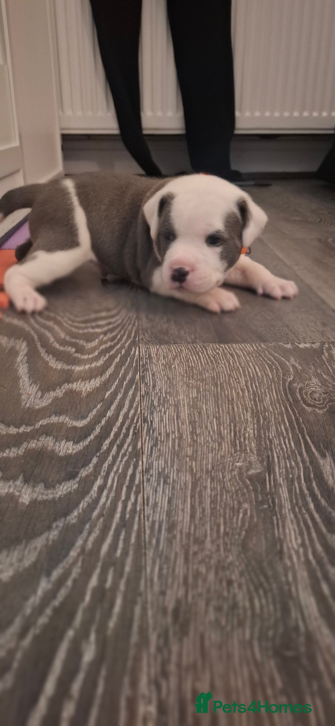Staffordshire Bull Terrier dogs for sale: Blue Staffordshire bull terrier puppies  - Image 14