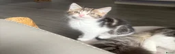 British Shorthair cats for sale: 5 kittens ready for loving homes  in Hull - Advert 23