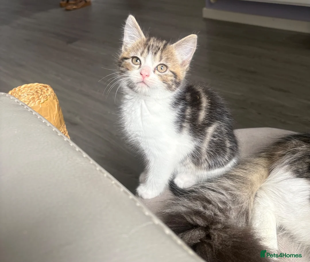 British Shorthair cats for sale: 5 kittens ready for loving homes  in Hull - Advert 23