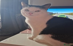 Domestic Shorthair cats for sale: Gorgeous affectionate boy - Image 5