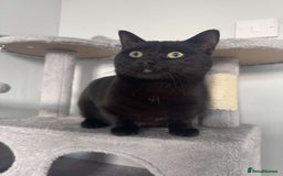 Bombay cats for sale: Urgent Bombay cat for sale  - Image 6