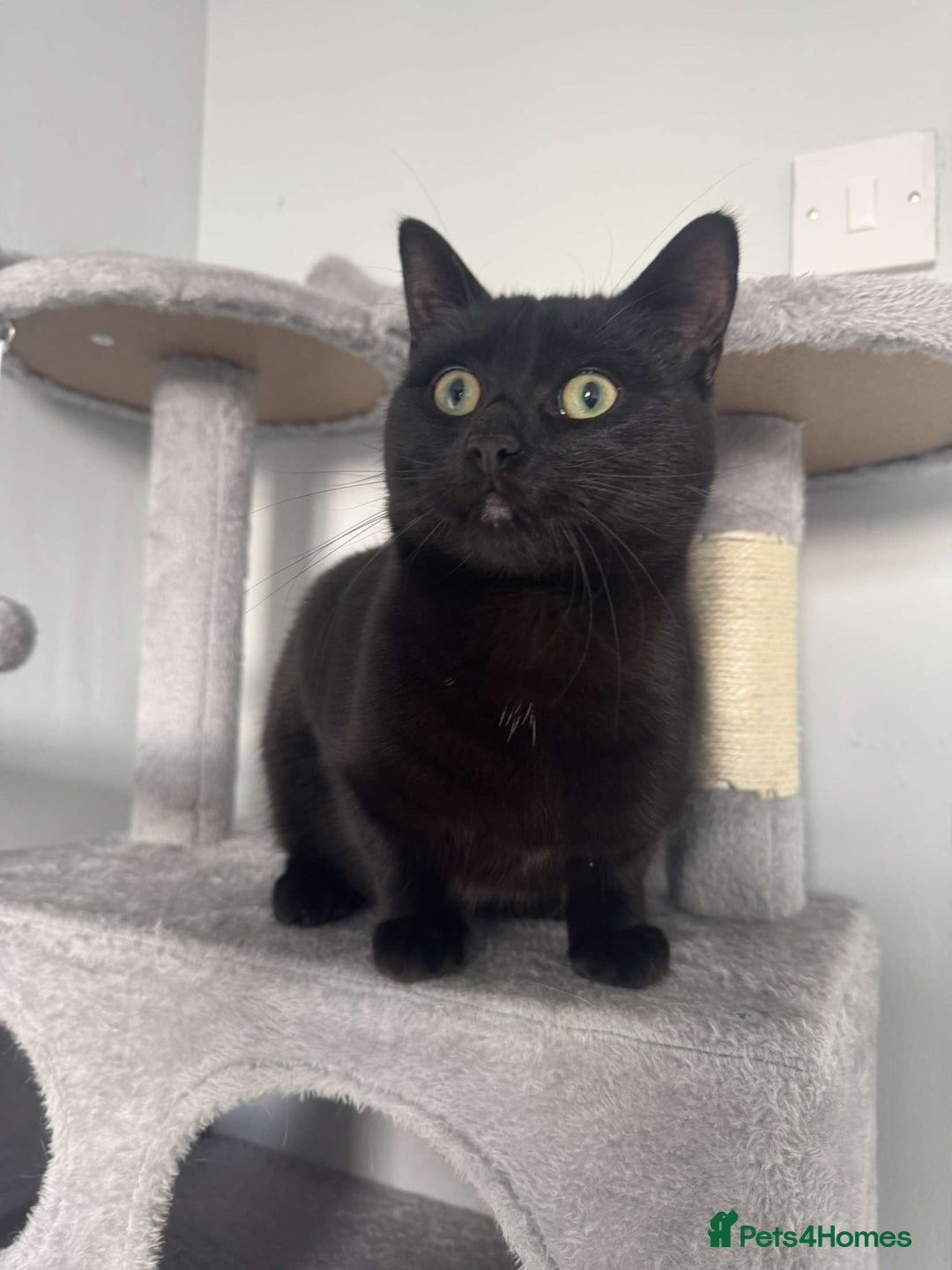 Bombay cats for sale: Urgent Bombay cat for sale  - Image 6