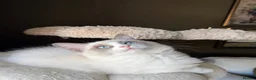Ragdoll cats for sale: European ragdolls Ready to leave! - Advert 9