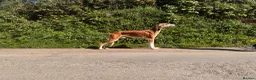 Saluki dogs for stud: Kc saluki male for stud  - Advert 8