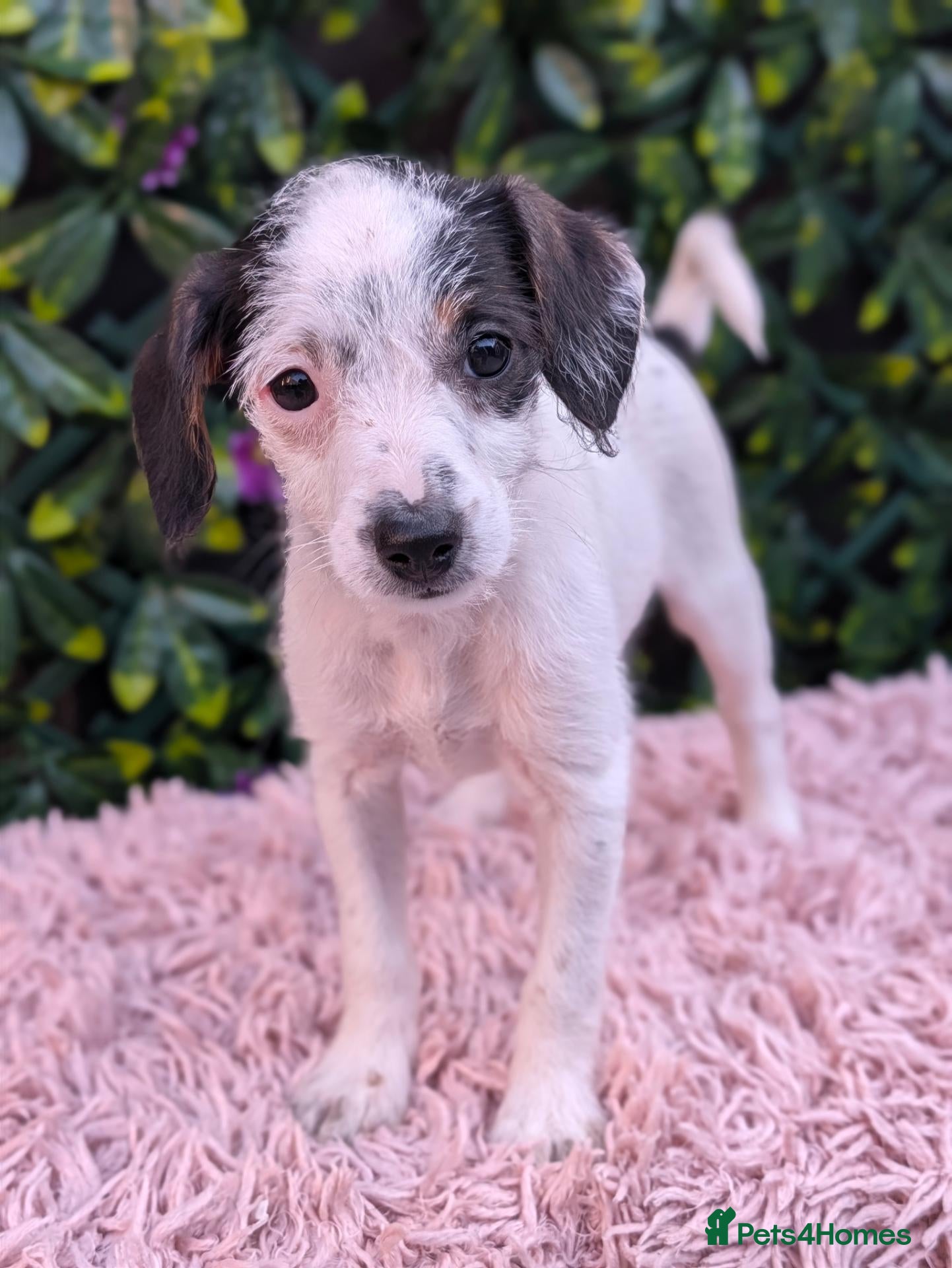 Jack Russell dogs *last one * cute Jack Russell READY ** - Advert 1
