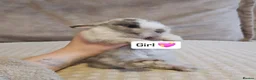 Mini Lop rabbits for sale: Baby Bunnys - Advert 2