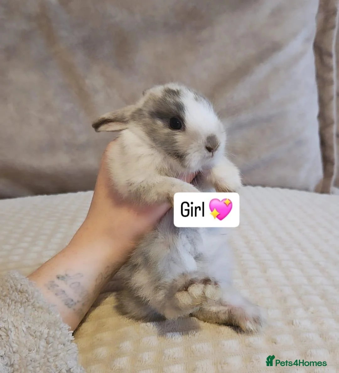 Mini Lop rabbits for sale: Baby Bunnys - Advert 2