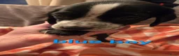 Mixed Breed dogs for sale: Dalmatian x cocker spaniel puppies  - Advert 16