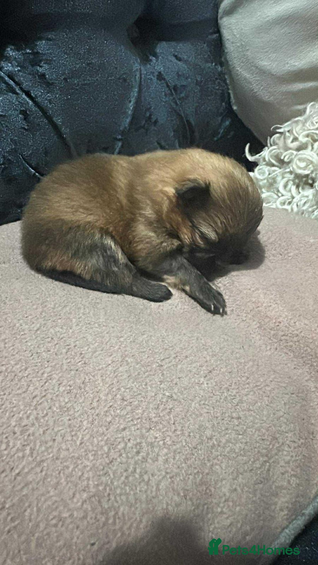 Pomeranian dogs for sale: Toy Pomeranian - Advert 7