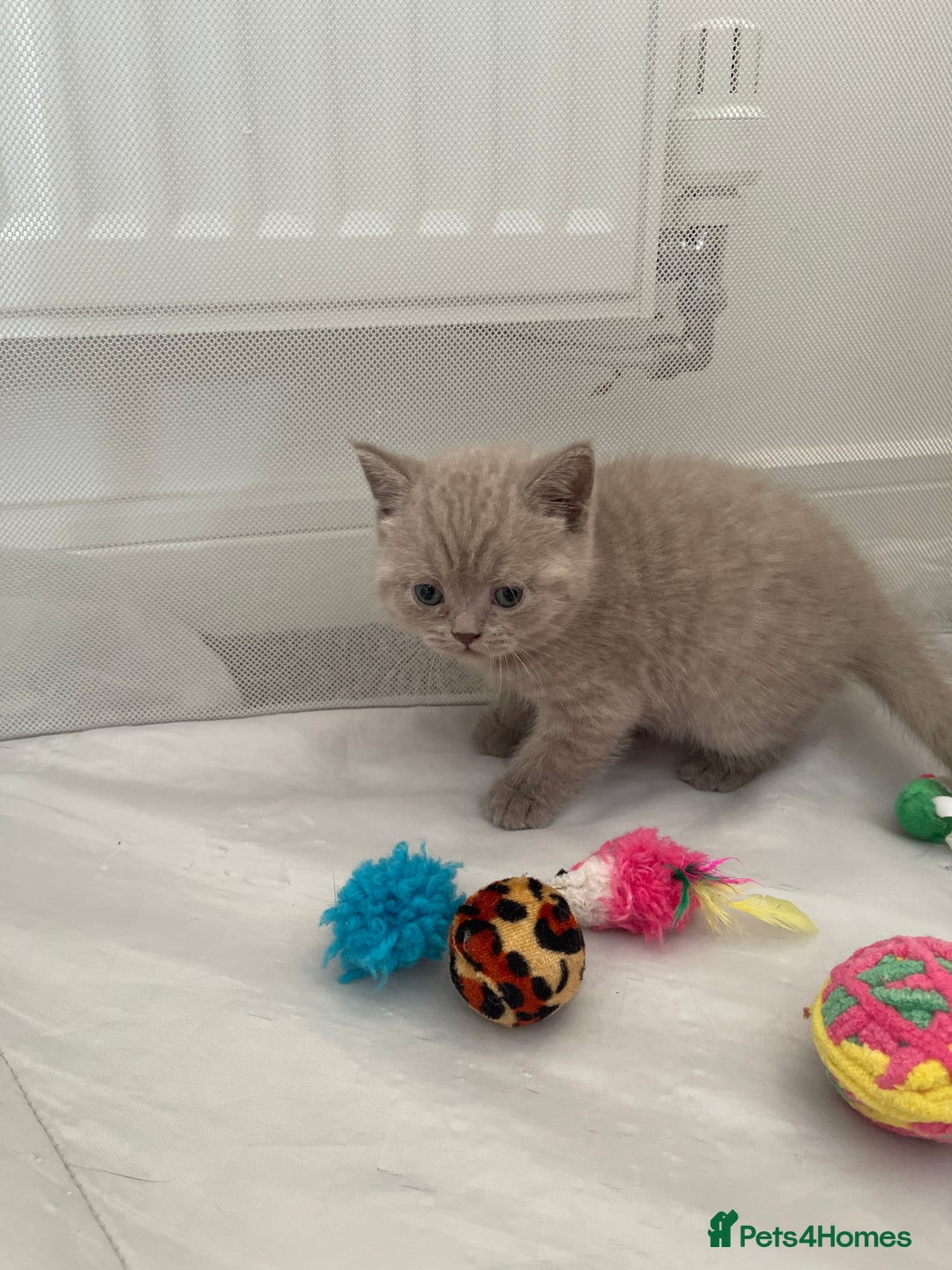 British Shorthair cats for sale: GCCF registered Champion bloodline BSH kittens - Image 17