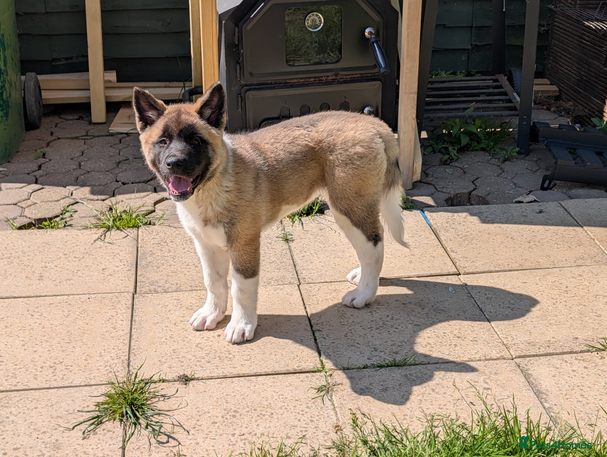 Akita dogs Beautiful Akita Pup - Advert 2
