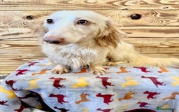 Miniature Dachshund dogs for stud: ✨ Stunning Isabella  piebald, wrapped in cream ✨ - Image 4